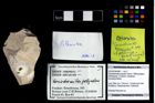 Foto (Objekt + Etikett) von Goniodromites polyodon (Reuss, 1858)  (NHMW-GEO-2014-0194-0967)